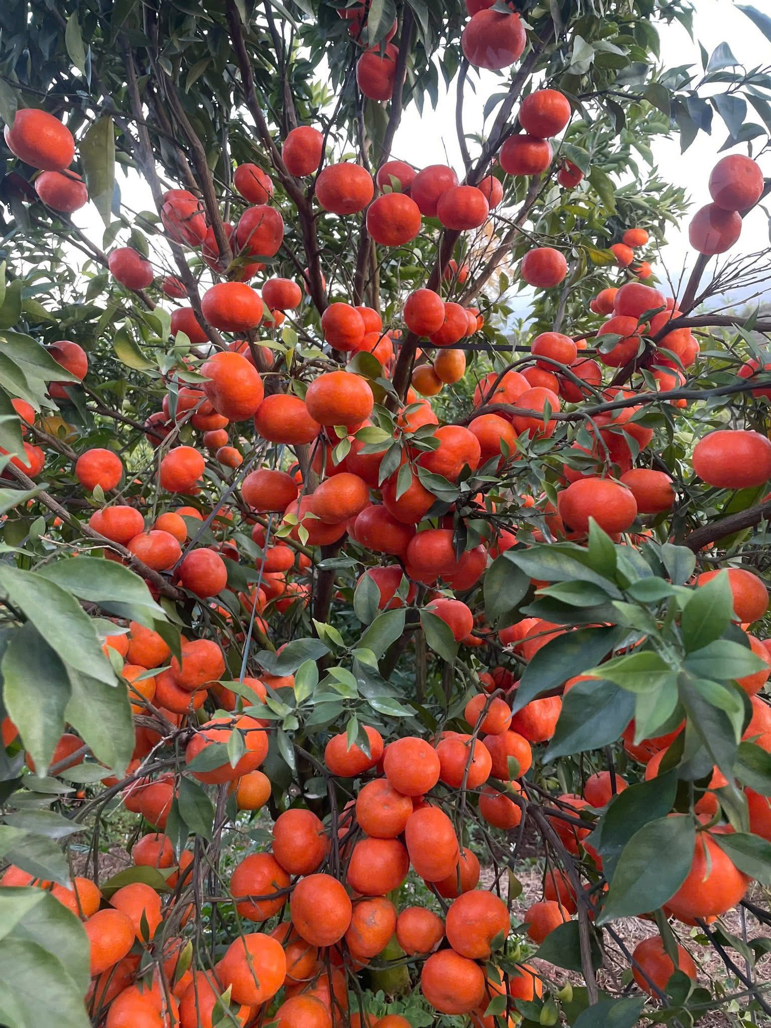 Phân biệt các dạng thiếu dinh dưỡng trên cây có múi và cách xử lý